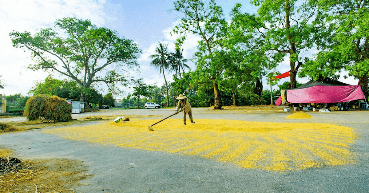 woman harvesting grain in vietnam