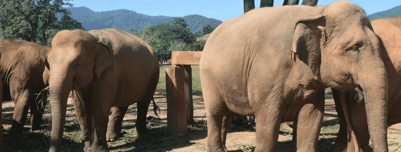 An elephant sanctuary in Thailand