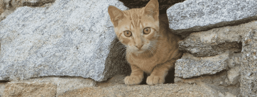 A stray orange cat in Mykonos