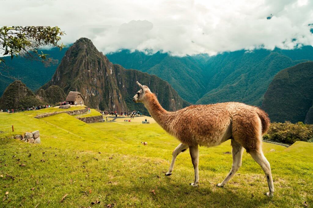 A llama walking through scenery in Peru.